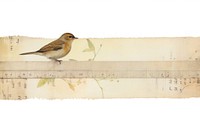 Adhesive tape is stuck on a bird ephemera collage sparrow paper white background.