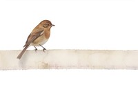 Adhesive tape is stuck on a bird ephemera collage sparrow animal white background.