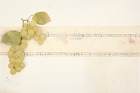 Adhesive tape is stuck on a fruit ephemera collage grapes plant freshness.
