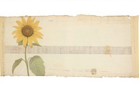 Adhesive tape is stuck on a sunflower ephemera collage document plant paper.