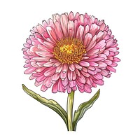 Aster flower in the style of frayed chalk doodle dahlia petal plant.