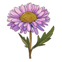 Aster flower in the style of frayed chalk doodle plant daisy white background.