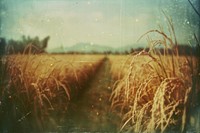 Close up rice farm agriculture photography landscape.