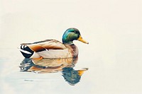 A majestic mallard duck anseriformes waterfowl animal.