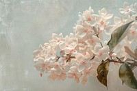 Close up on pale flowers painting blossom plant.