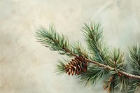 Close up on pale pine backgrounds plant tree.