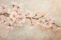 Close up on pale sakura backgrounds blossom flower.