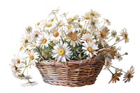 Daisy basket daisy asteraceae.