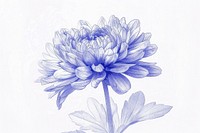 Aster flower risograph style drawing dahlia sketch.