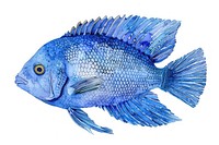 Blue Tang fish in style pen and ink animal blue white background.