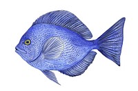 Blue Tang fish in style pen and ink cartoon animal sketch.