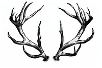 Deer antlers white background monochrome taxidermy.