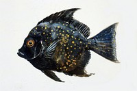 Black color Blue Tang animal fish underwater.