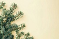 Flat lay composition with pine tree backgrounds christmas spruce.
