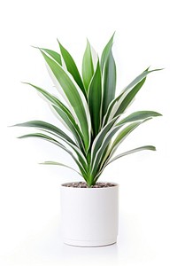 Plant in home leaf white background bromeliaceae.
