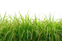 Rice field backgrounds outdoors nature.