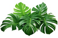 Jungle plant clipart leaf white background freshness.
