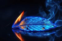 Leaf fire flame blue black background illuminated.