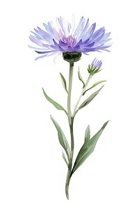 Watercolor illustration of a aster flower blossom petal plant.