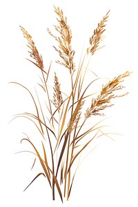 Vector of dry wild flower plant grass wheat.