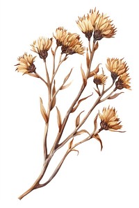 Vector of dry wild flower drawing sketch plant.