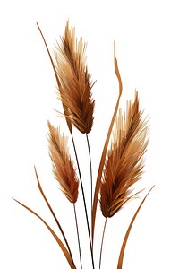 Vector of dry flower plant grass wheat.
