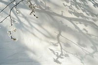 A shadow is cast by cherry tree flowered branches on a white wall architecture outdoors nature.