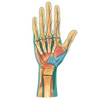 Hand icon medical anatomy white background.