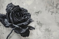 Black rosa painting flower plant.