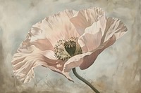 Pink poppy flower painting plant inflorescence.
