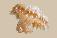 Yellow jelly jellyfish animal invertebrate.
