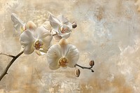 Close up on pale orchid flower painting backgrounds blossom.