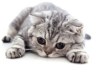 Sad baby scottish fold cat animal mammal kitten.