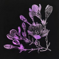 Silkscreen of a freesia flower drawing nature purple.