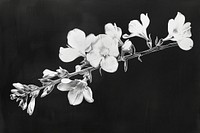 Silkscreen of freesia flower blossom nature plant.