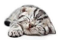 Sleeping baby scottish fold cat animal mammal kitten.