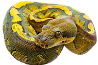 Snake shedding its skin reptile animal white background.