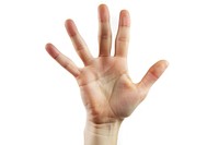 Hand raising 5 fingers white background gesturing person.