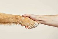 Dog hand shaking hand mammal animal human.