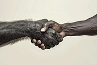 Gorilla hand shaking hand human monochrome touching.