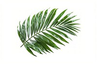Tropical green palm leaf tree plant white background freshness.