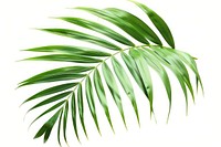 Tropical green palm leaf tree backgrounds plant white background.
