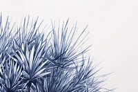 Vintage drawing yucca plants outdoors nature sketch.