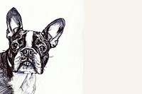 Vintage drawing boston terrier dogs bulldog animal mammal.