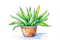 Aloe Plant plant aloe xanthorrhoeaceae.