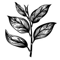 Tea leaves drawing sketch plant.