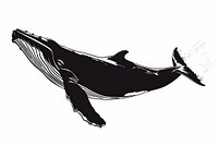 Whale silhouette stencil animal mammal.