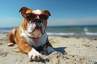 Bulldog wearing a sun glasses bulldog beach accessories.