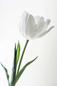 White flowers petal plant tulip.
