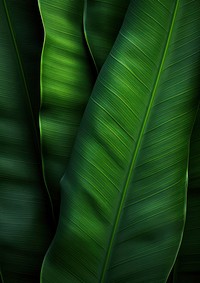 Banana leave green person plant.